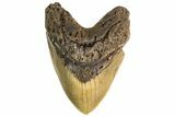 Fossil Megalodon Tooth - + Foot Prehistoric Shark #147788-1